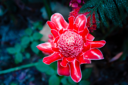 Torch ginger, etlingera elatior flowers, ginger flower in forest.の写真素材