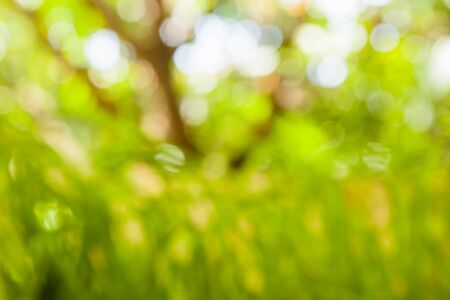 blur natural and light background in the park.の写真素材