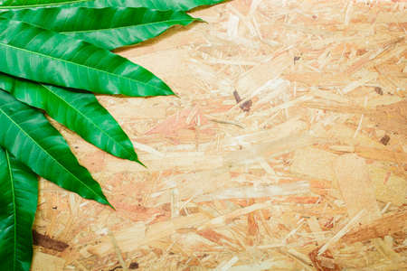 Mango and leaf on the wooden background.の写真素材