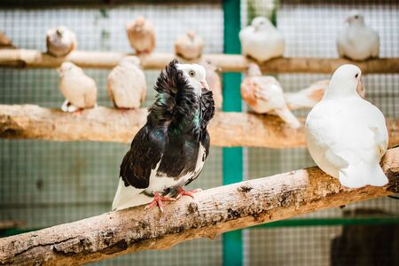 White pigeons in a cage.の写真素材