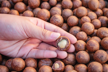 Shelled and unshelled macadamia nuts.の写真素材