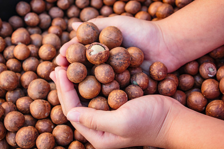 Shelled and unshelled macadamia nuts.の写真素材