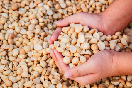 Shelled and unshelled macadamia nuts.の写真素材
