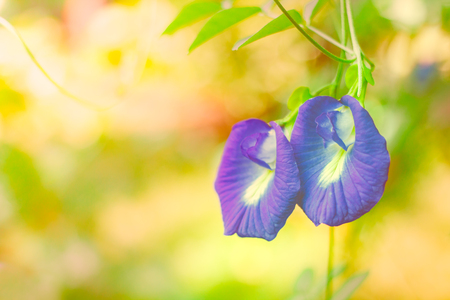 Butterfly pea flower medicinal herbs to treat disease.の写真素材