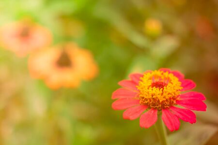 Beautiful flowers in the pastel vintage retro tone.の写真素材