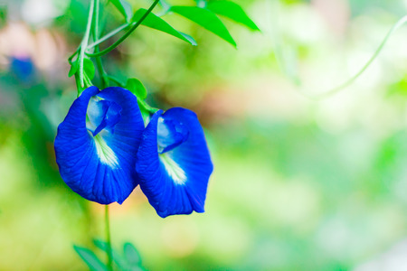 Butterfly pea flower medicinal herbs to treat disease.の写真素材