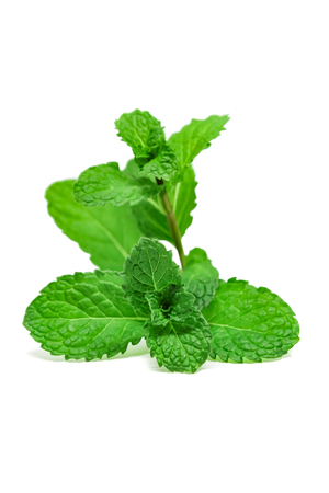 Mint leaves isolate on white background.の写真素材