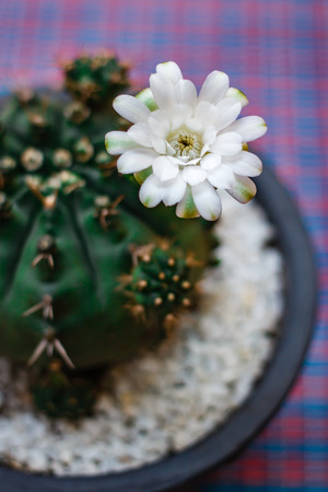 Cactus flowers in pot at cactus garden.の写真素材