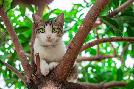 Beautiful thai cat on the tree in Thailand.の写真素材