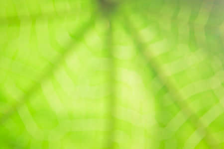 blur natural and light background in the park.の写真素材