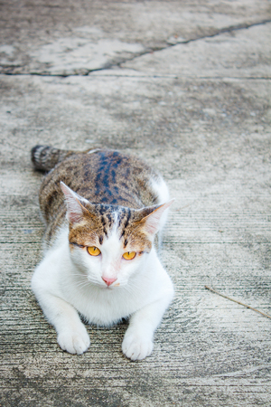 Beautiful thai cat at home in Thailand.の写真素材