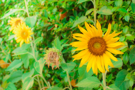 Sunflowers, blooming beautiful yellows flowers in Thailand, sunflowers have abundant health benefits.の写真素材