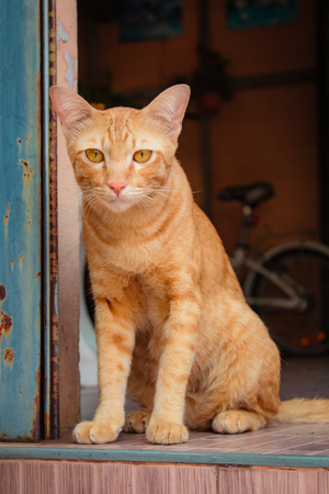 Beautiful thai cat at home in Thailand.の写真素材