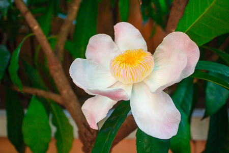 Gustavia gracillima, White gustavia, White lotus flower.の写真素材