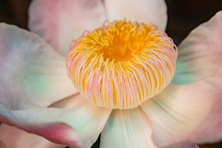 Gustavia gracillima, White gustavia, White lotus flower.の写真素材