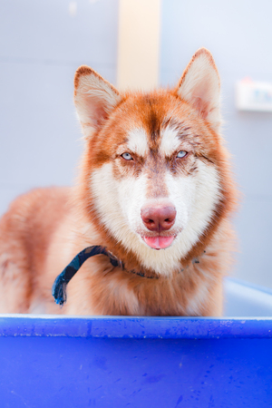 Portrait of Siberian Husky in house, purebred dog.の写真素材