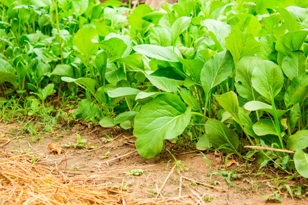 Cantonese vegetables, organic vegetables on the farm.の写真素材