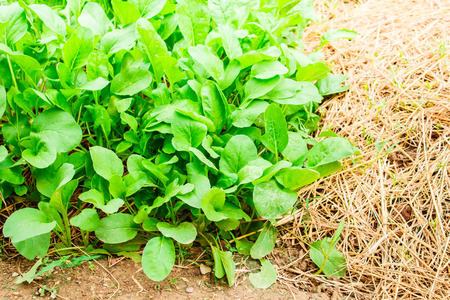 Cantonese vegetables, organic vegetables on the farm.の写真素材