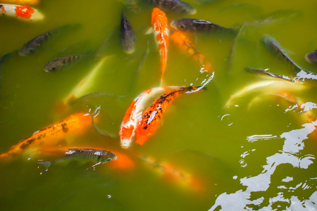 Gold carp and other fish in the pond, thailand.の写真素材