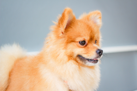 Pomeranian dog smile so cute, beautiful Pomeranian dog.の写真素材