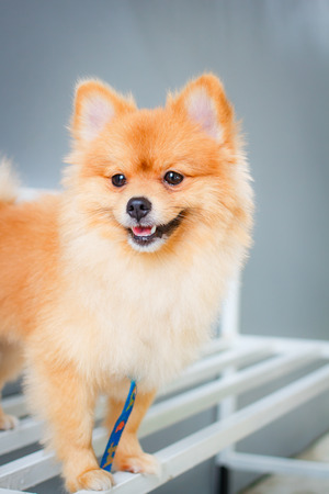 Pomeranian dog smile so cute, beautiful Pomeranian dog.の写真素材