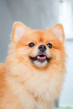 Pomeranian dog smile so cute, beautiful Pomeranian dog.の写真素材