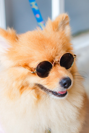 Pomeranian dog smile so cute, beautiful Pomeranian dog.の写真素材