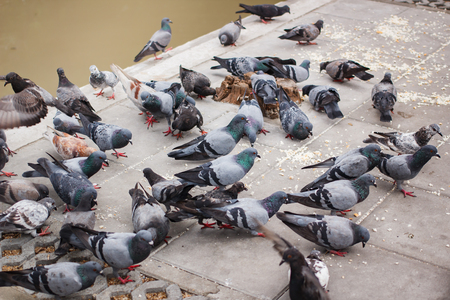 pegions or doves inhabited the city, pegions is the symbol of peace, Thailand.の写真素材
