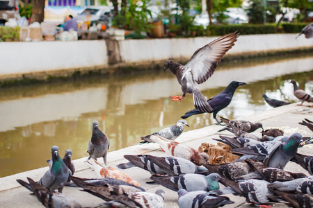 pegions or doves inhabited the city, pegions is the symbol of peace, Thailand.の写真素材