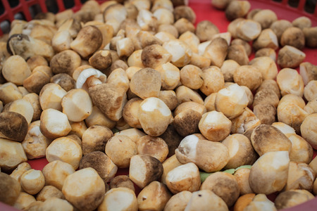 Straw mushrooms at market bangkok in Thailand.の写真素材