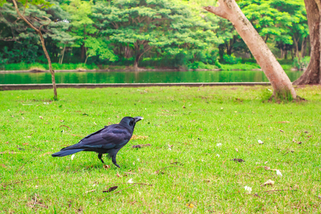 Black Carrion Crow (Corvus corone) looking for food at park.の写真素材