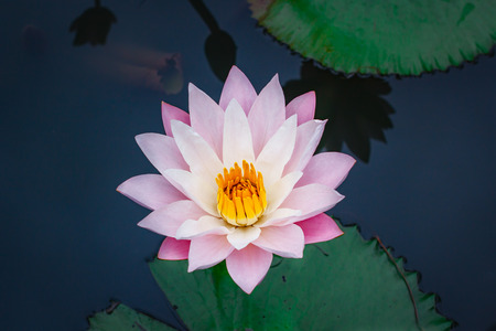 Beautiful pink lotus flower with green leaf in Thailand.