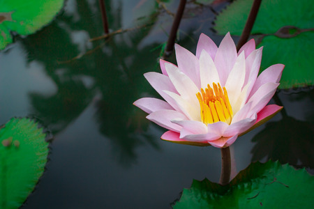 Beautiful pink lotus flower with green leaf in Thailand.の写真素材