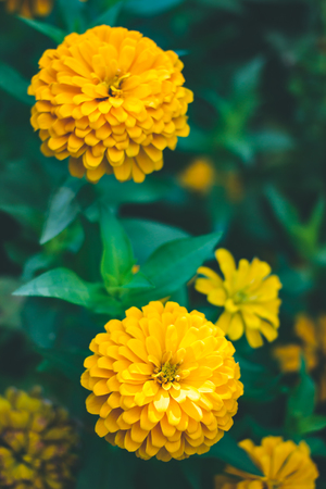 Yellow zinnia flower, beautiful yellow zinnia flower in park.の写真素材