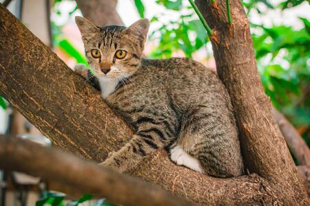 Cute tabby Kitten Relaxing on top of Tree.の写真素材