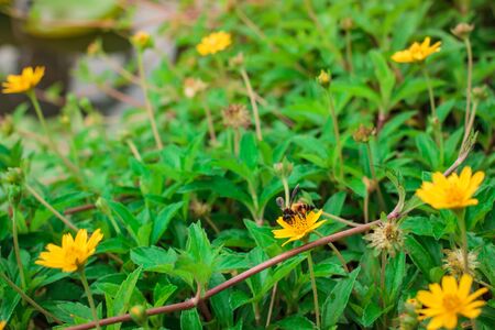 Beautiful yellow daisy flowers, little yellow star in Thailand.