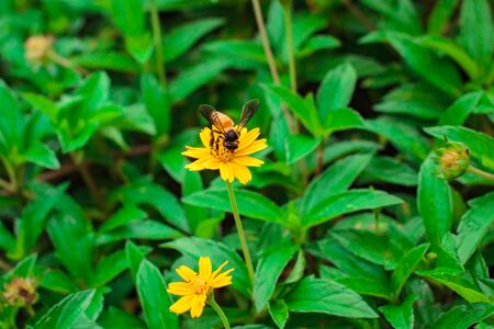 Beautiful yellow daisy flowers, little yellow star in Thailand.の写真素材