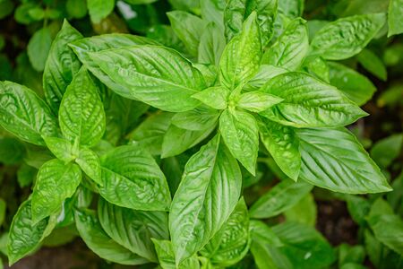 Sweet basil leaves in nice light natural food background.