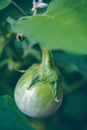 Eggplant on green leaf and tree in vegetable garden.の写真素材
