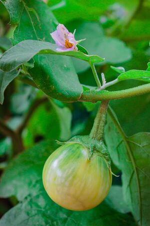 Eggplant on green leaf and tree in vegetable garden.の写真素材