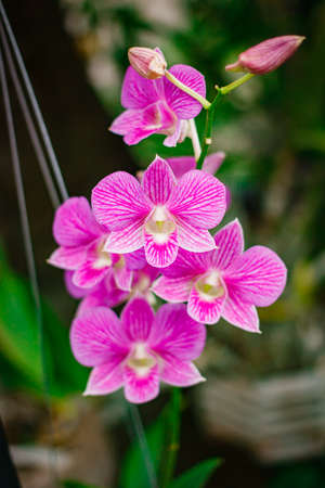 Orchids at flower garden in Thailand.の写真素材