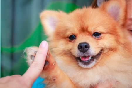 Pomeranian dog smile so cute, beautiful Pomeranian dog.の写真素材