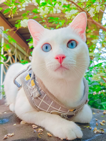 Cute cat enjoying himself outdoors at home.