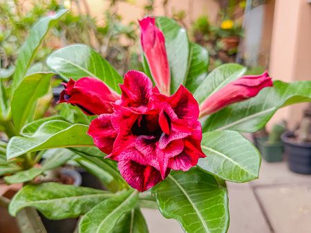 Flower of Adenium at Thai.(Desert Rose, Impala Lily, Mock Azalea)の写真素材