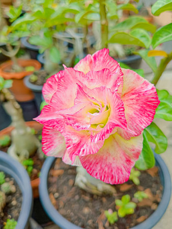 Flower of Adenium at Thai.(Desert Rose, Impala Lily, Mock Azalea)の写真素材