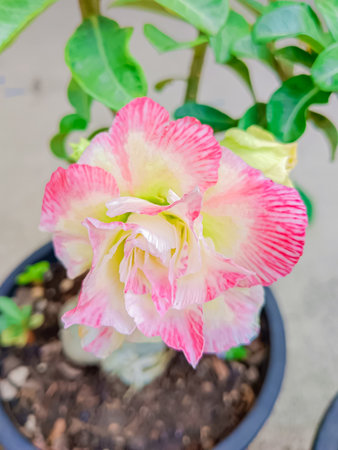 Flower of Adenium at Thai.(Desert Rose, Impala Lily, Mock Azalea)の写真素材
