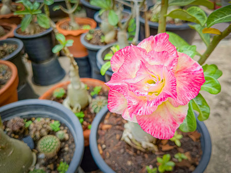 Flower of Adenium at Thai.(Desert Rose, Impala Lily, Mock Azalea)の写真素材