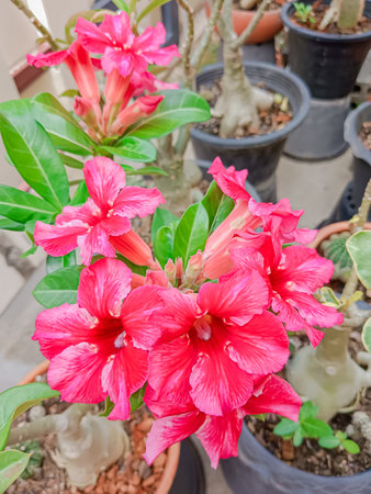 Flower of Adenium at Thai.(Desert Rose, Impala Lily, Mock Azalea)の写真素材