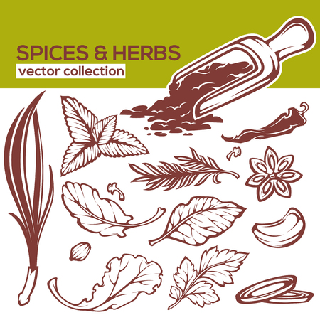 cooking spices, herbs and leaves vector collectionのイラスト素材