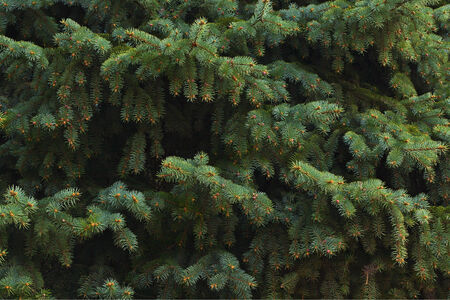 green fir tree branches, can be used as a backgroundの写真素材